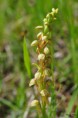 /album/orchidees/ophrys-antrophora-jpg/